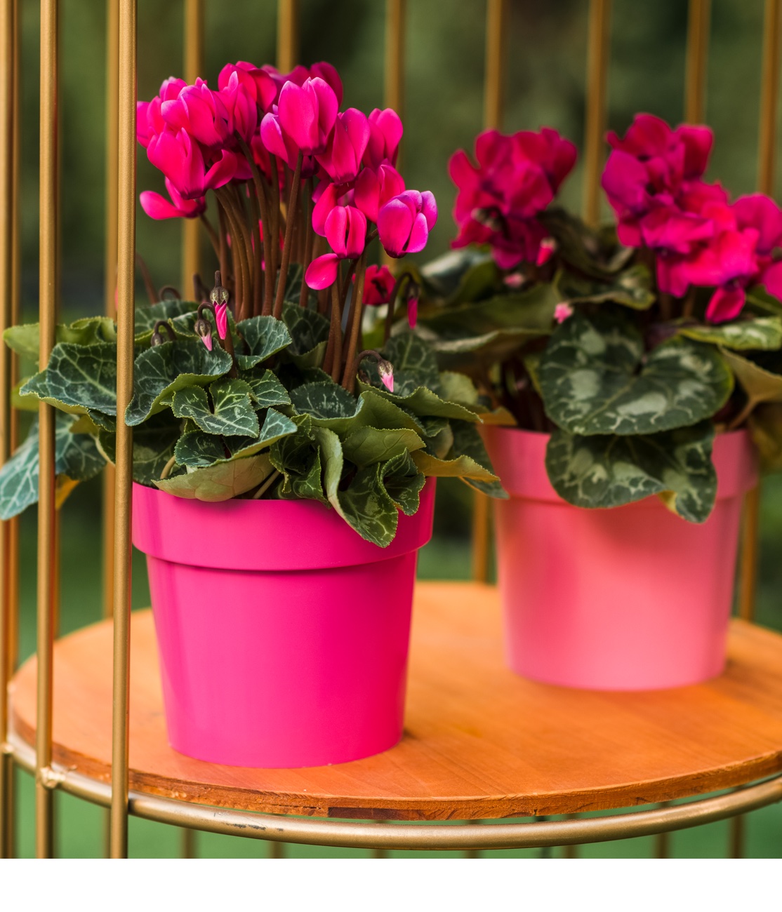 Caspo Flower Pots