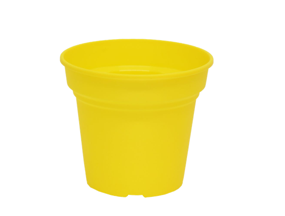 Daiquiri Round Yellow 